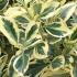Euonymus Japonicus Bravo, variegated, evergreen hedging plant for sale UK delivery.