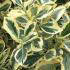 Euonymus Japonicus Bravo, variegated, evergreen hedging plant for sale UK delivery.