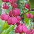 Euonymus Europaeus Spindle Tree, pink flowering for sale online UK and Eire delivery