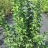 Euonymus Europaeus Spindle Tree 1.25-1.5 m buy online UK.