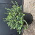Euonymus Fortunei Emerald Gaiety 60-80 cm in 20L