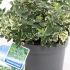 Euonymus Fortunei Emerald Gaiety 20-25 cm buy online UK.