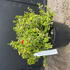 Euonymus Fortunei Emerald n Gold