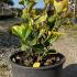 Euonymus Fortunei Emerald n Gold 20-30 cm buy online UK.