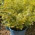 Batch of Euonymus Fortunei Emerald n Gold with vibrant green and golden variegated foliage
