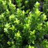 Euonymus japonicus Green Spire Spindle Tree Evergreen Shrub for Hedging