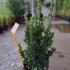 Euonymus Japonicus Benkomasaki Japanese Spindle  40-60 cm buy online UK.