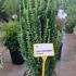 Euonymus Japonicus Benkomasaki Japanese Spindle  80-100 cm buy online UK.