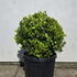ejb 70-80 cm buy online UK.