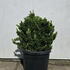 ejb 70-80 cm buy online UK.