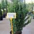 Euonymus Japonicus Benkomasaki Japanese Spindle  60-80 cm buy online UK.