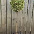 euonymusjapbravo 1-1.1 m buy online UK.