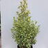 euonymusjapbravo 1-1.25 m buy online UK.