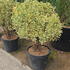 euonymusjapbravo 1-1.25 m buy online UK.