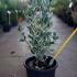 Euonymus Japonicus Bravo 30-40 cm buy online UK.