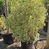 euonymusjapbravo 1.5-1.75 m buy online UK.