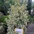 Euonymus Japonicus Bravo 80-100 cm buy online UK.