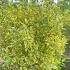 Euonymus Japonicus Bravo 1-1.25 m buy online UK.