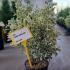 Euonymus Japonicus Bravo 40-60 cm buy online UK.