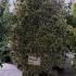Euonymus Japonicus Bravo 1.25-1.5 m buy online UK.