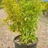 Euonymus Japonicus Elegantissimus Aureus  40-60 cm buy online UK.