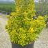 Euonymus Japonicus Elegantissimus Aureus  80-100 cm buy online UK.