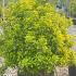 Euonymus Japonicus Elegantissimus Aureus  1-1.25 m buy online UK.
