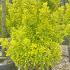 Euonymus Japonicus Elegantissimus Aureus  1.25-1.5 m buy online UK.