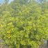 Euonymus Japonicus Elegantissimus Aureus  1.5-1.75 m buy online UK.