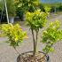 Euonymus Japonicus Elegantissimus Aureus  60-80 cm buy online UK.