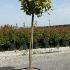 Euonymus Japonicus Elegantissimus Aureus  1.3 m buy online UK.