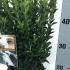 Euonymus Japonicus Jean Hugues 10-20 cm buy online UK.
