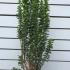 Euonymus Japonicus Jean Hugues 50-60 cm buy online UK.
