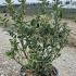 Euonymus Japonicus Kathy 40-60 cm buy online UK.