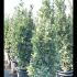 Euonymus Japonicus Kathy 1-1.25 m buy online UK.