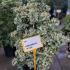 Euonymus Japonicus Kathy 80-100 cm buy online UK.