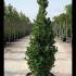 Euonymus Japonicus Kathy 1.4-1.5 m buy online UK.