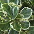 Euonymus japonicus Kathy evergreen shrub with green and cream variegated leaves