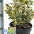 Euonymus Japonicus Marieke 20-25 cm buy online UK.