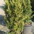 Euonymus Japonicus Mediopicta Luna 1-1.25 m buy online UK.
