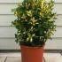 Euonymus Japonicus Mediopicta Luna 50-60 cm buy online UK.