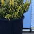 Euonymus Japonicus Microphyllus Pulchellus Variegated Shrub 10-20 cm buy online UK.