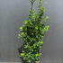 ejap 1.25-1.5 m buy online UK.