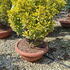 euo 1-1.2 m buy online UK.