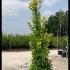 Euonymus Japonicus Ovatus Aureas 1.6-1.7 m buy online UK.