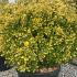 Euonymus Japonicus Ovatus Aureas 1-1.25 m buy online UK.