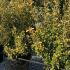 Euonymus Japonicus Ovatus Aureas 1-1.25 m buy online UK.