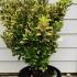 Euonymus Japonicus Ovatus Aureas 80-100 cm buy online UK.