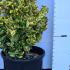 Euonymus Japonicus Ovatus Aureas 40-60 cm buy online UK.