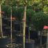 Euonymus Japonicus Ovatus Aureas 1-1.2 m buy online UK.